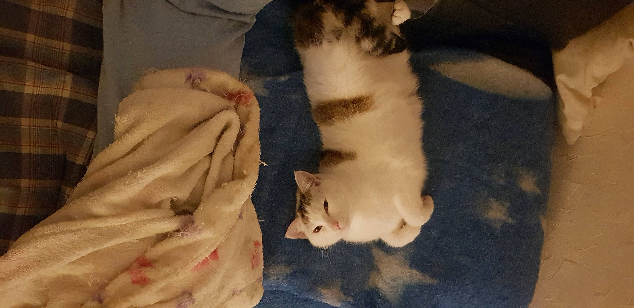 Rubis a rejoint le concours — aidez-le/la à gagner de superbes lots ! canidae, carnivore, cat, comfort, companion_dog, dog_breed, domestic_short_haired_cat, duvet, fawn, felidae, fur, linens, paw, room, small_to_medium_sized_cats, snout, sporting_group, tail, whiskers, wood