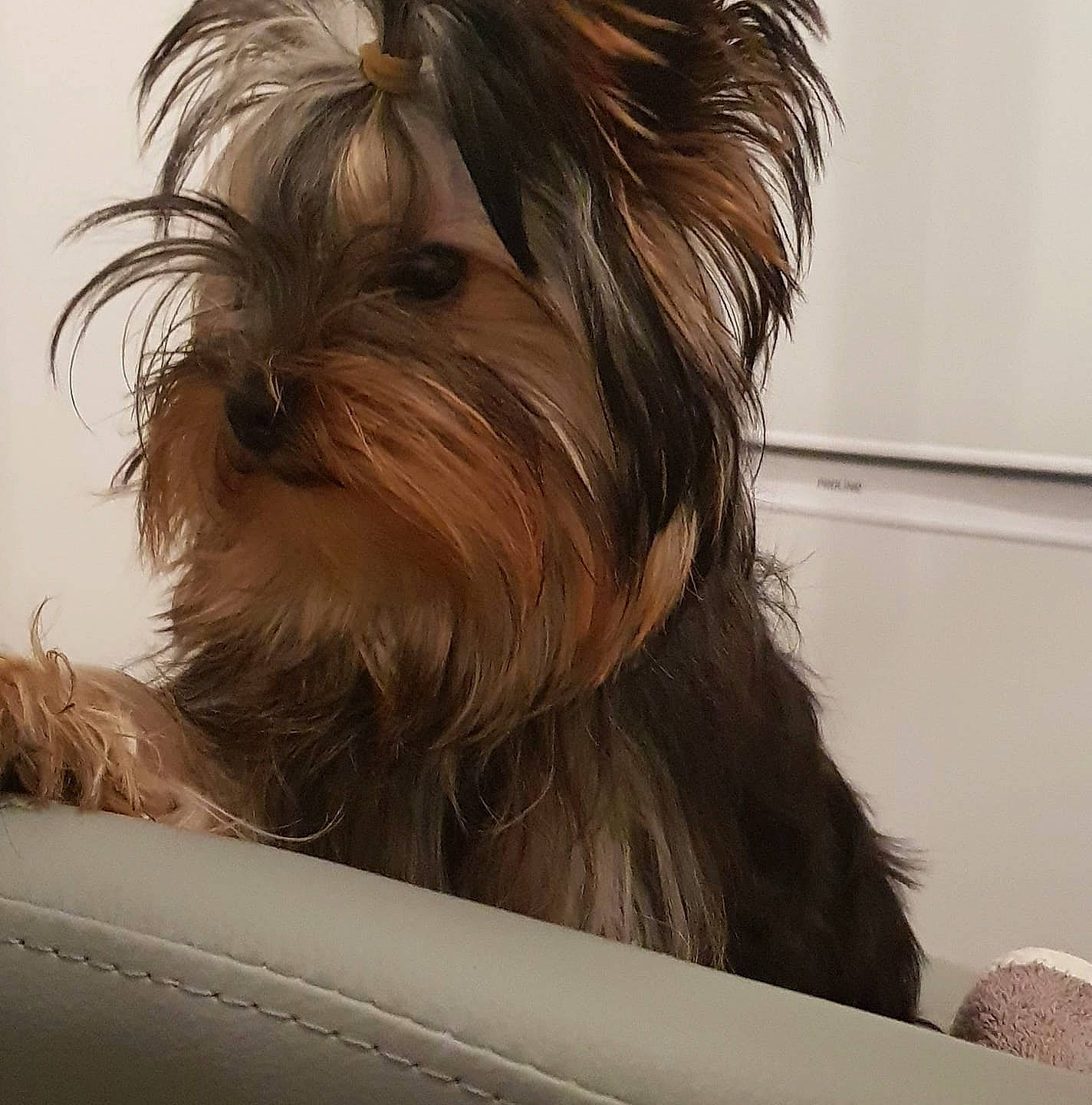 Rubis participe au concours pour gagner de l'argent avec cette photo : biewer_terrier, canidae, carnivore, companion_dog, dog, dog_breed, dog_supply, fur, liver, maltepoo, non_sporting_group, small_terrier, snout, sporting_group, terrier, toy_dog, water_dog, windshield, working_animal, yorkipoo