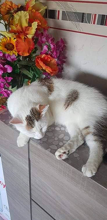 Lavande participe au concours pour gagner de l'argent avec cette photo : annual_plant, carnivore, cat, domestic_short_haired_cat, fawn, felidae, flower, flower_arranging, flowering_plant, fur, grass, herbaceous_plant, paw, petal, plant, small_to_medium_sized_cats, snout, tail, whiskers, wood