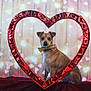 bokeh, bow_tie, brown_dog, centered, collar, cute, dog, fabric, festive, heart_frame, hearts, indoor, pet, portrait, red, sitting, small_dog, studio_shot, valentine, wooden_background