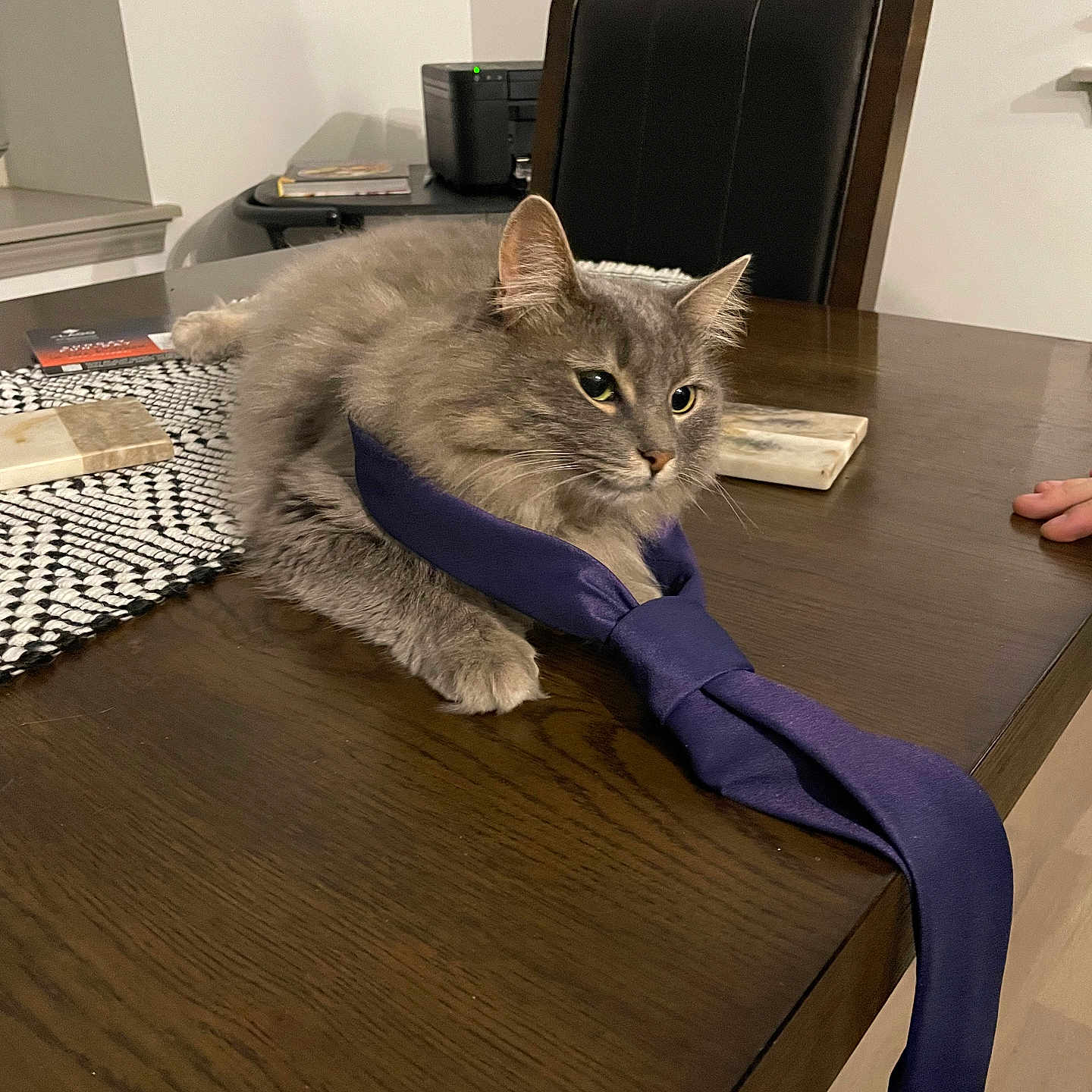 Suki joined the competition — help win amazing prizes! accessories, animal, cat, chair, computer, couch, desk, electronics, formalwear, furniture, hardwood, laptop, necktie, pc, person, pet, plywood, table, tie, wood