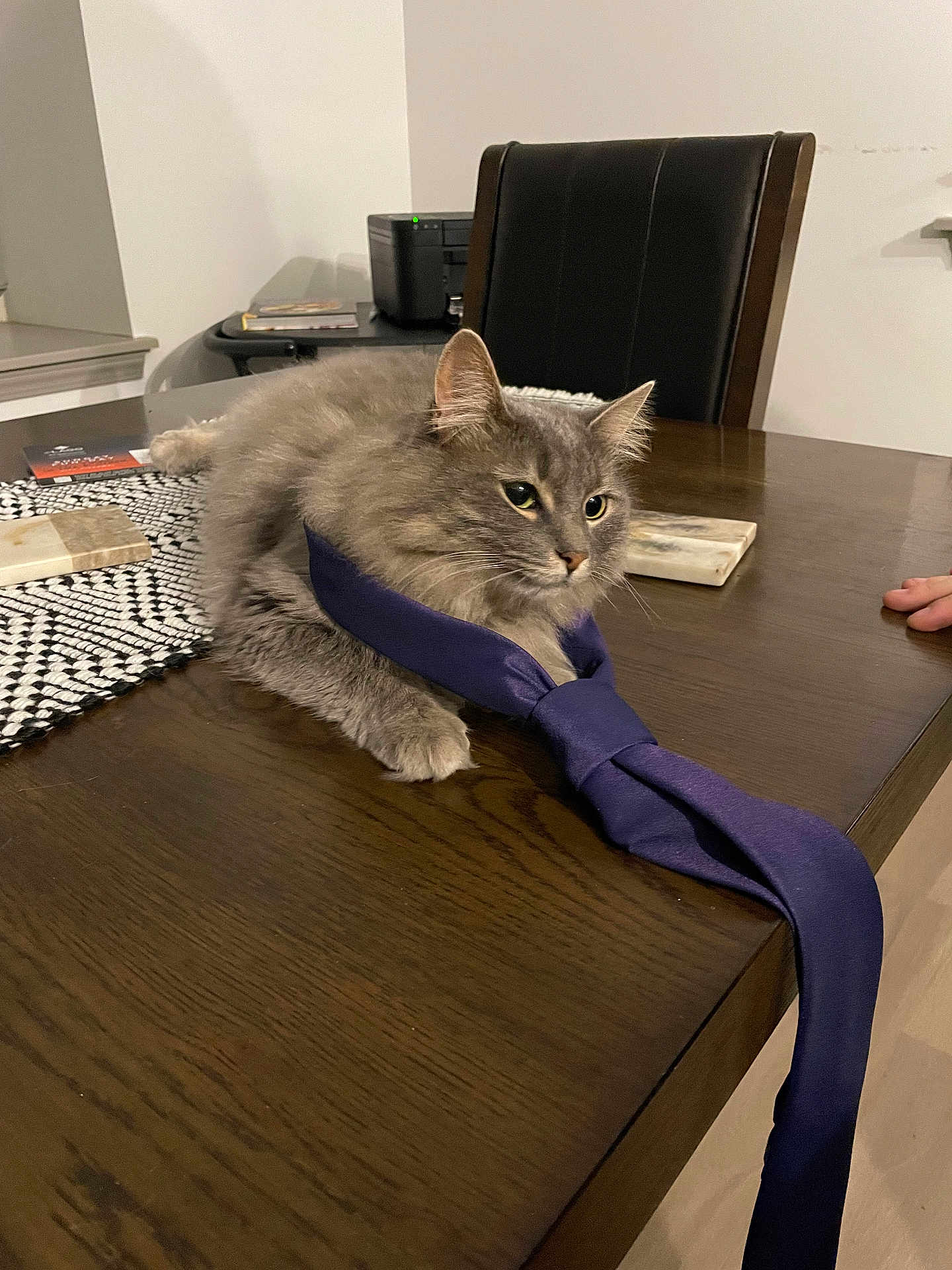 Suki joined the competition — help win amazing prizes! accessories, animal, cat, chair, computer, couch, desk, electronics, formalwear, furniture, hardwood, laptop, necktie, pc, person, pet, plywood, table, tie, wood