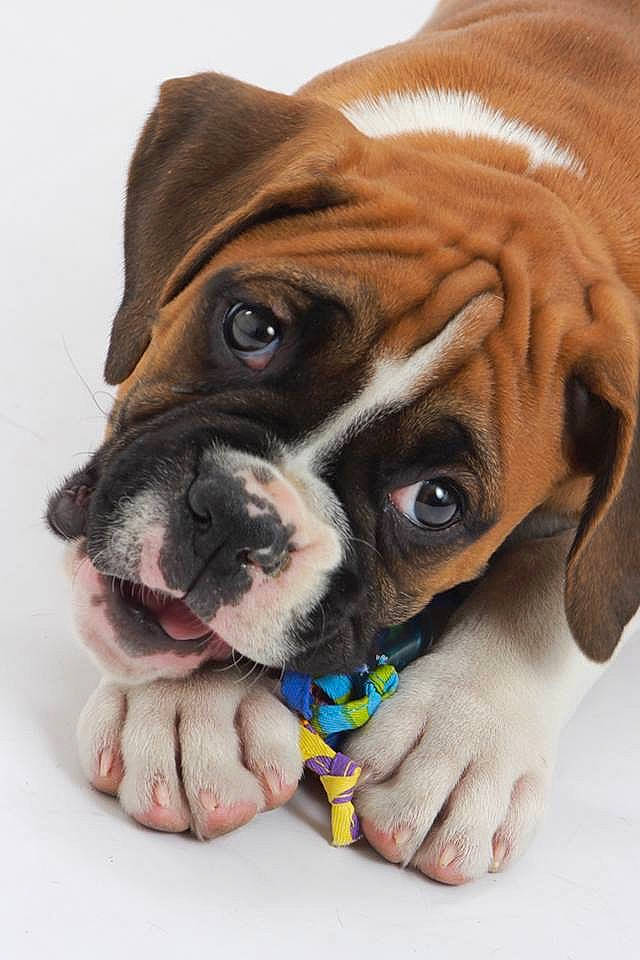 Vito Viglienzoni joined the competition — help win amazing prizes! ancient_dog_breeds, boxer, british_bulldogs, bulldog, canidae, carnivore, companion_dog, dog, dog_breed, fawn, mammal, old_english_bulldog, puppy, puppy_love, rare_breed_dog, snout, sporting_group, valley_bulldog