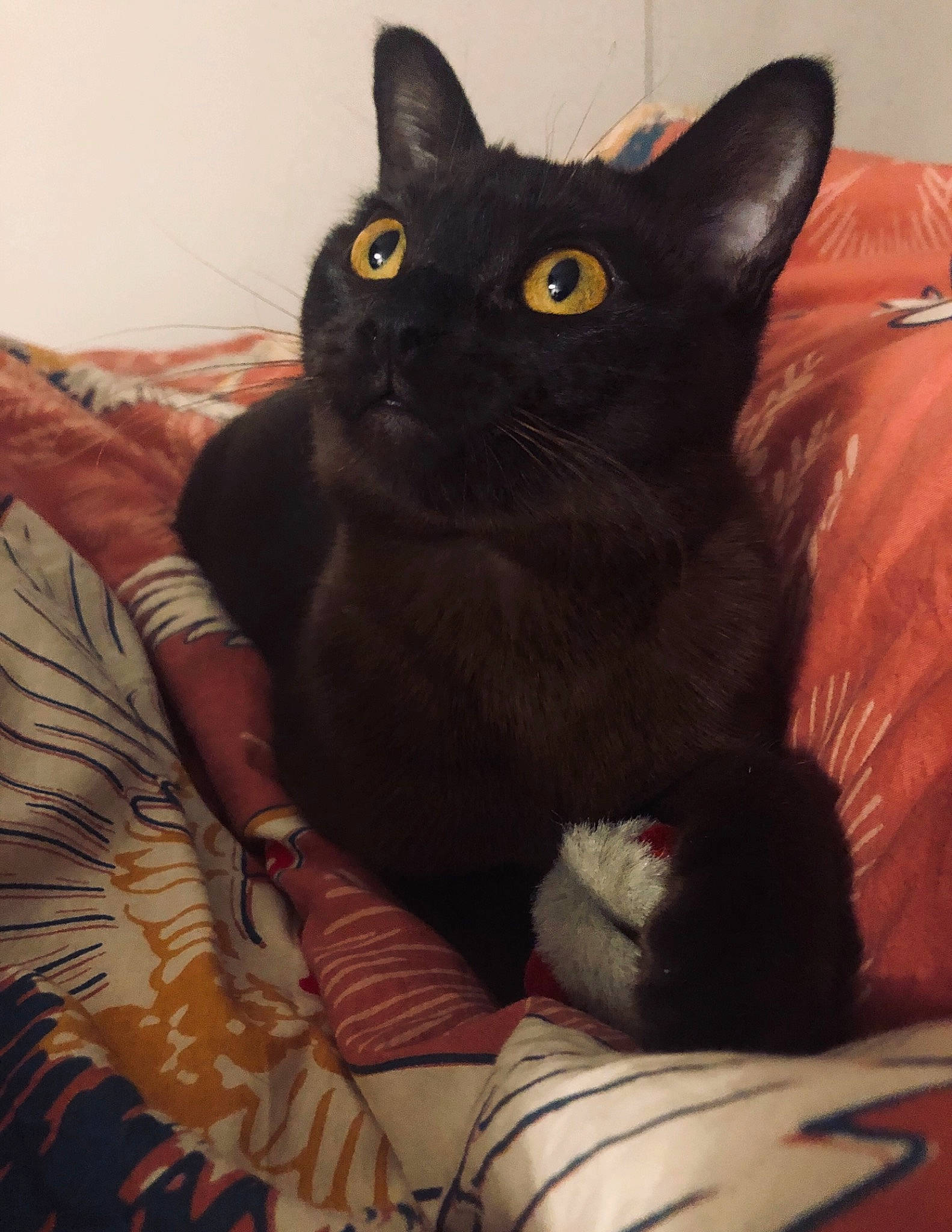 William a rejoint le concours — aidez-le/la à gagner de superbes lots ! black_cat, bombay, carnivore, cat, cat_supply, comfort, domestic_short_haired_cat, eye, felidae, fur, havana_brown, head, leg, linens, sitting, small_to_medium_sized_cats, snout, stairs, tail, whiskers