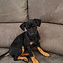 Coquillette participe au concours pour gagner de l'argent avec cette photo : animal, black_dog, companion, couch, cozy, cute, dog, domestic_animal, ears, fur, indoor, looking, pet, puppy, sitting, small_dog, soft_furniture, tail, tan_paws, young_dog