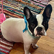 Snowy Clair is registered to the contest to win money with this photo: animal_portrait, black_and_white, blue_nail_caps, blue_ribbon, canine, colorful_rug, companion, cute, dog, domestic_animal, ears_up, flooring, french_bulldog, indoor, looking_up, pearl_necklace, pet, small_dog, well_groomed, wooden_floor