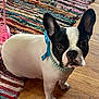 animal_portrait, black_and_white, blue_nail_caps, blue_ribbon, canine, colorful_rug, companion, cute, dog, domestic_animal, ears_up, flooring, french_bulldog, indoor, looking_up, pearl_necklace, pet, small_dog, well_groomed, wooden_floor