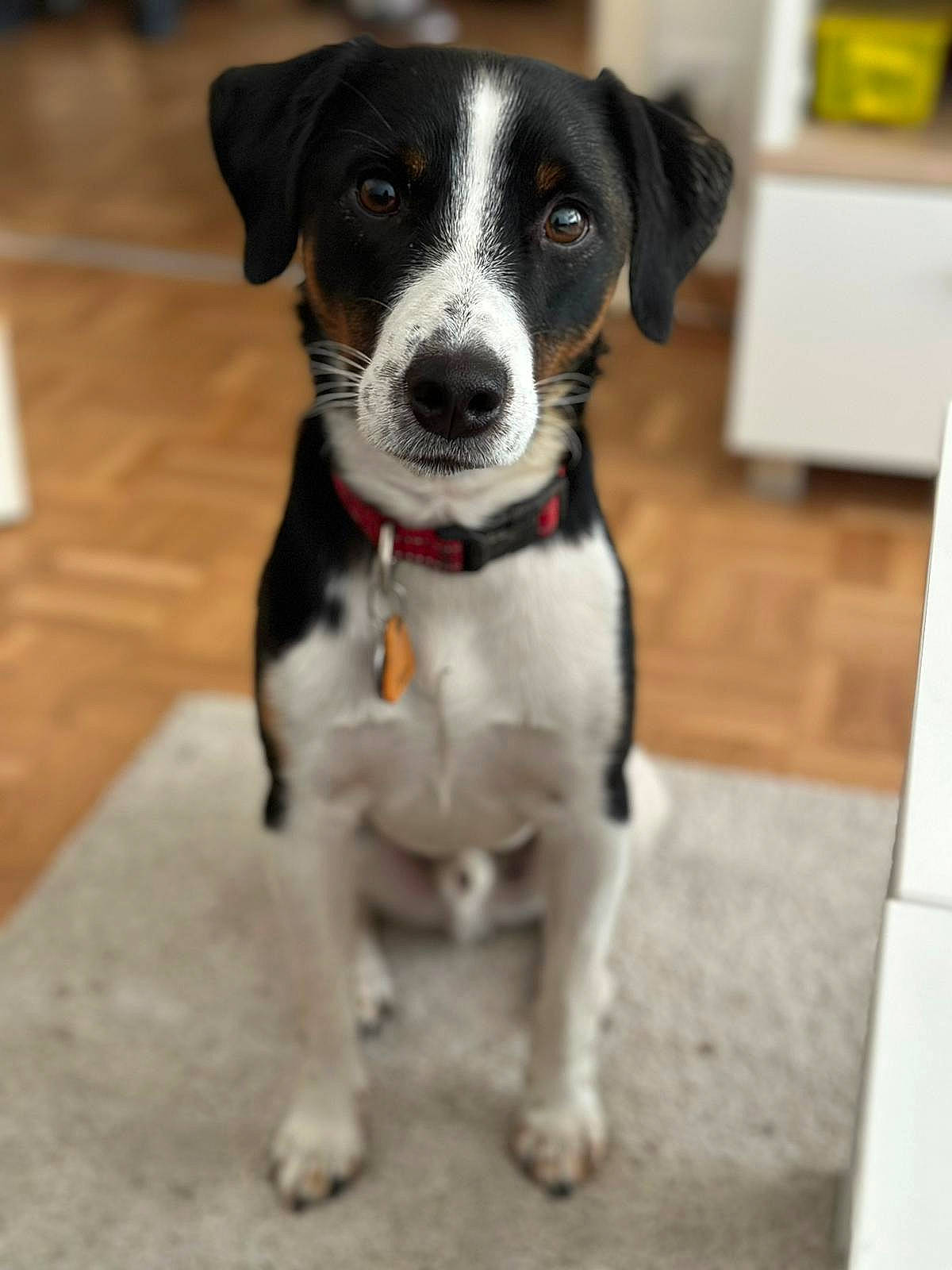 Charly a rejoint le concours — aidez-le/la à gagner de superbes lots ! carnivore, collar, companion_dog, dog, dog_breed, dog_collar, fur, leash, non_sporting_group, terrier, whiskers, working_animal, working_dog