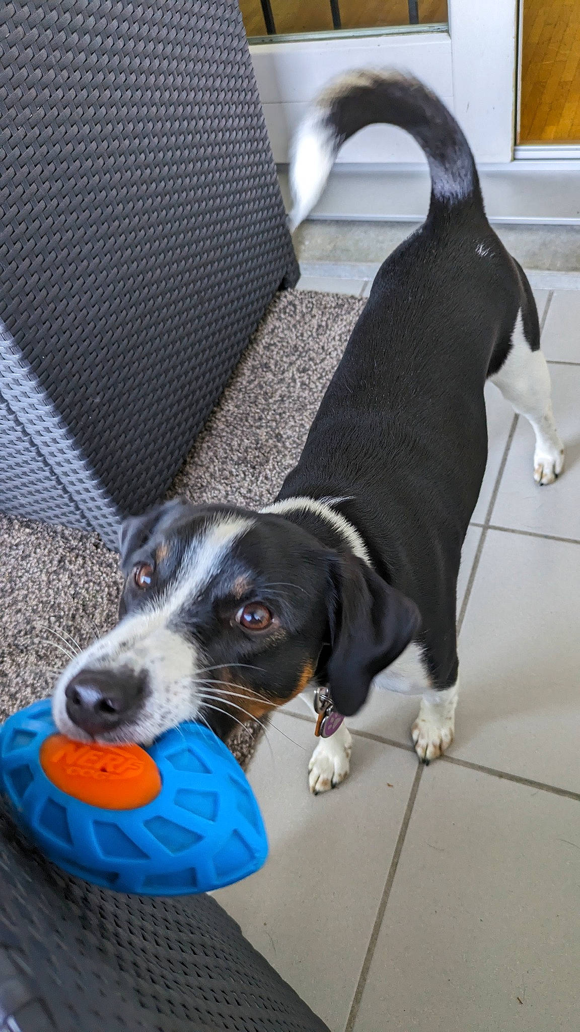 Charly participe au concours pour gagner de l'argent avec cette photo : blue, canidae, carnivore, chair, collar, companion_dog, dog, dog_breed, dog_collar, dog_supply, flooring, herding_dog, leash, mammal, pet_supply, snout, sporting_group, tail, working_animal, working_dog