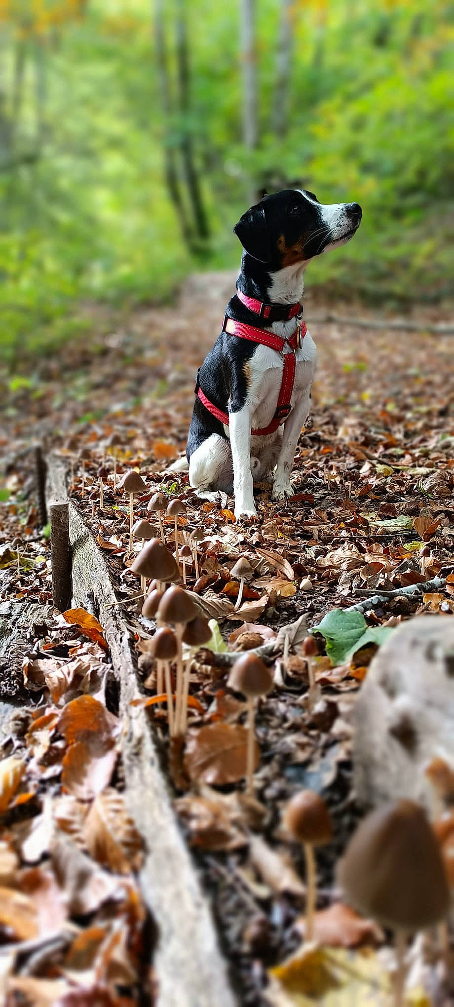 Charly a rejoint le concours — aidez-le/la à gagner de superbes lots ! adventure, autumn, canidae, carnivore, chilean_fox_terrier, companion_dog, dog, dog_breed, dog_supply, fawn, forest, grass, plant, soil, sporting_group, tail, terrier, trail, wildlife, wood