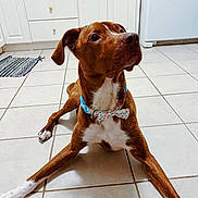 Duncan is registered to the contest to win money with this photo: dog, brown_dog, white_chest, bow_tie, collar, tile_floor, kitchen, cabinets, refrigerator, mat, indoor, sitting, front_paws, looking_up, attentive, portrait, close_up, pet, paws, floor_tiles