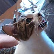 Daisy is registered to the contest to win money with this photo: cat, close_up, indoor, animal, pet, whiskers, fur, curious, mouth_open, tongue_out, tabby, white_fur, eyes, ears, person_arm, blurred_background, domestic, cute, feline, portrait