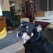 Dougie Doo is registered to the contest to win money with this photo: background, banana_pillow, black_dog, carpet, cat_tree, chair, cozy, curious, cushion, dog, ears, eyes, furniture, home, indoor, living_room, pet, sofa, table, tan_markings