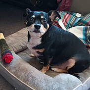 Dougie Doo joined the competition — help win amazing prizes! dog, pet_bed, baseball_bat, blanket, indoor, black_dog, tan_markings, small_dog, canine, carpet, furniture, resting, looking, curious, domestic, animal, companion, cozy, home, relaxed