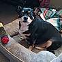 dog, pet_bed, baseball_bat, blanket, indoor, black_dog, tan_markings, small_dog, canine, carpet, furniture, resting, looking, curious, domestic, animal, companion, cozy, home, relaxed