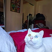 Kasper Jack joined the competition — help win amazing prizes! animal, bed, blanket, cat, curious, cute, domestic_cat, fur, furniture, heterochromia, indoor, looking_up, mirror, pet, red_blanket, relaxing, room, television, whiskers, white_cat