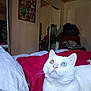 animal, bed, blanket, cat, curious, cute, domestic_cat, fur, furniture, heterochromia, indoor, looking_up, mirror, pet, red_blanket, relaxing, room, television, whiskers, white_cat