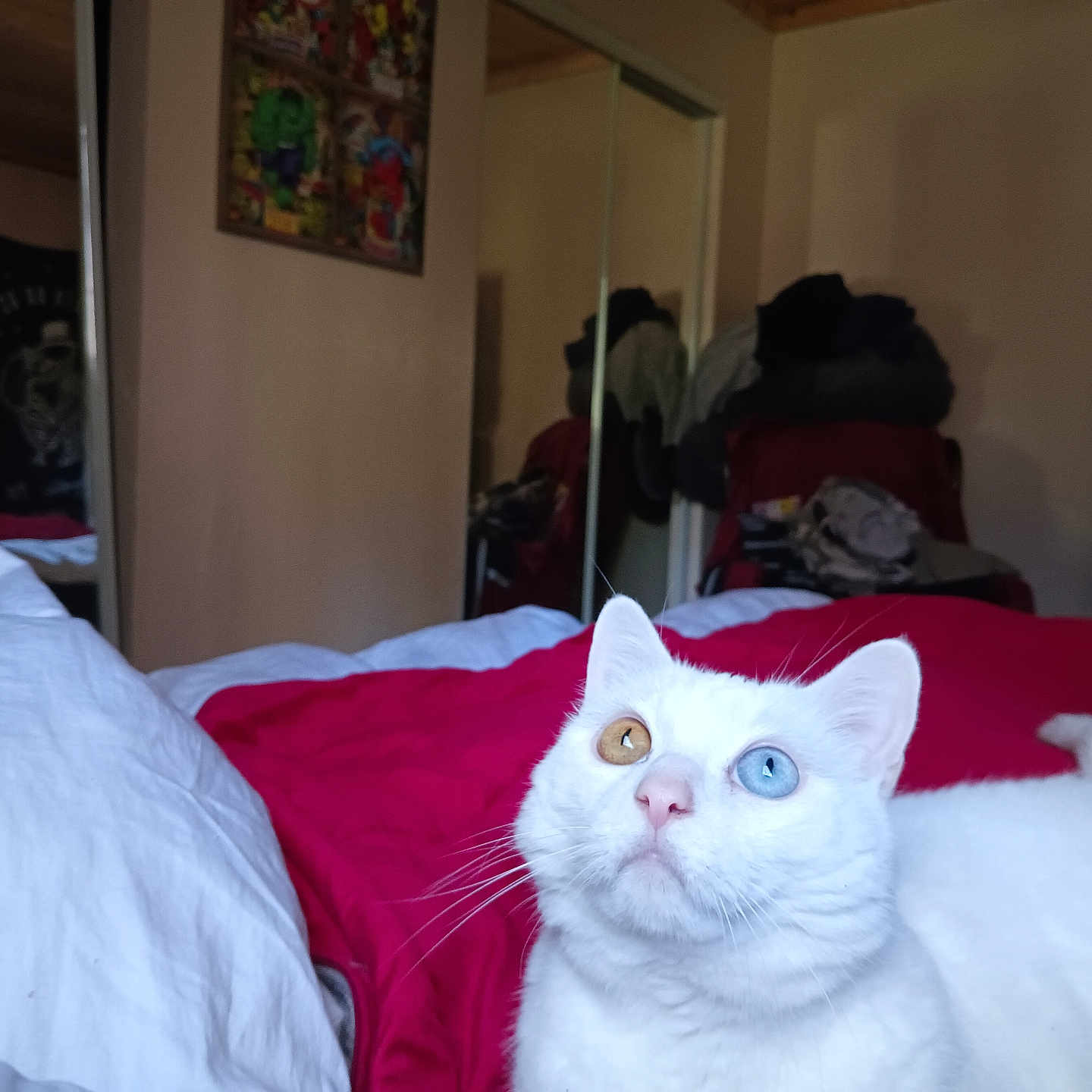 Kasper Jack joined the competition — help win amazing prizes! animal, bed, blanket, cat, curious, cute, domestic_cat, fur, furniture, heterochromia, indoor, looking_up, mirror, pet, red_blanket, relaxing, room, television, whiskers, white_cat