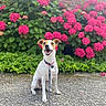 animal, brick_wall, centered_composition, collar, daylight, dog, flowers, friendly, garden, greenery, hydrangea, leash, outdoors, pavement, pet, pink_flowers, portrait, puppy, sitting, smiling