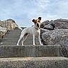 Laly participe au concours pour gagner de l'argent avec cette photo : animal, brown_markings, canine, cloudy, coast, collar, dog, happy, open_mouth, outdoors, pet, photography, portrait, rocky_landscape, seaside, sky, stairs, standing, stone_steps, white_dog