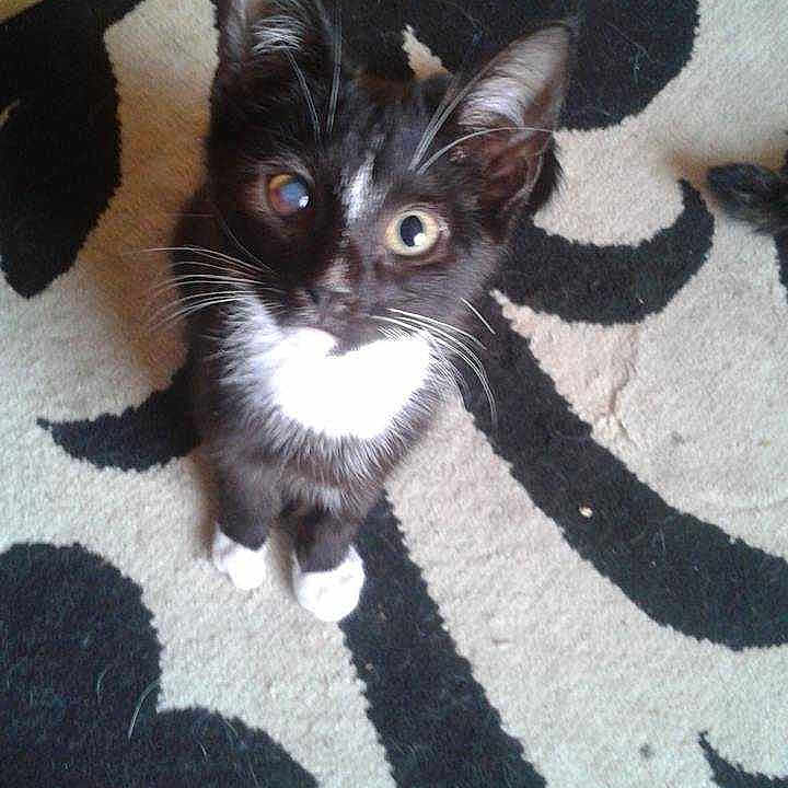 Severus