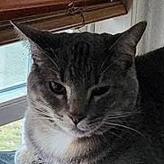 Onyx is registered to the contest to win money with this photo: cat, indoor, window, blinds, pet, animal, fur, whiskers, relaxed, resting, closeup, face, ears, light, shadow, domestic, mammal, feline, portrait, quiet