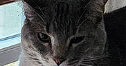 Onyx is registered to the contest to win money with this photo: animal, blinds, cat, closeup, domestic, ears, face, feline, fur, indoor, light, mammal, pet, portrait, quiet, relaxed, resting, shadow, whiskers, window