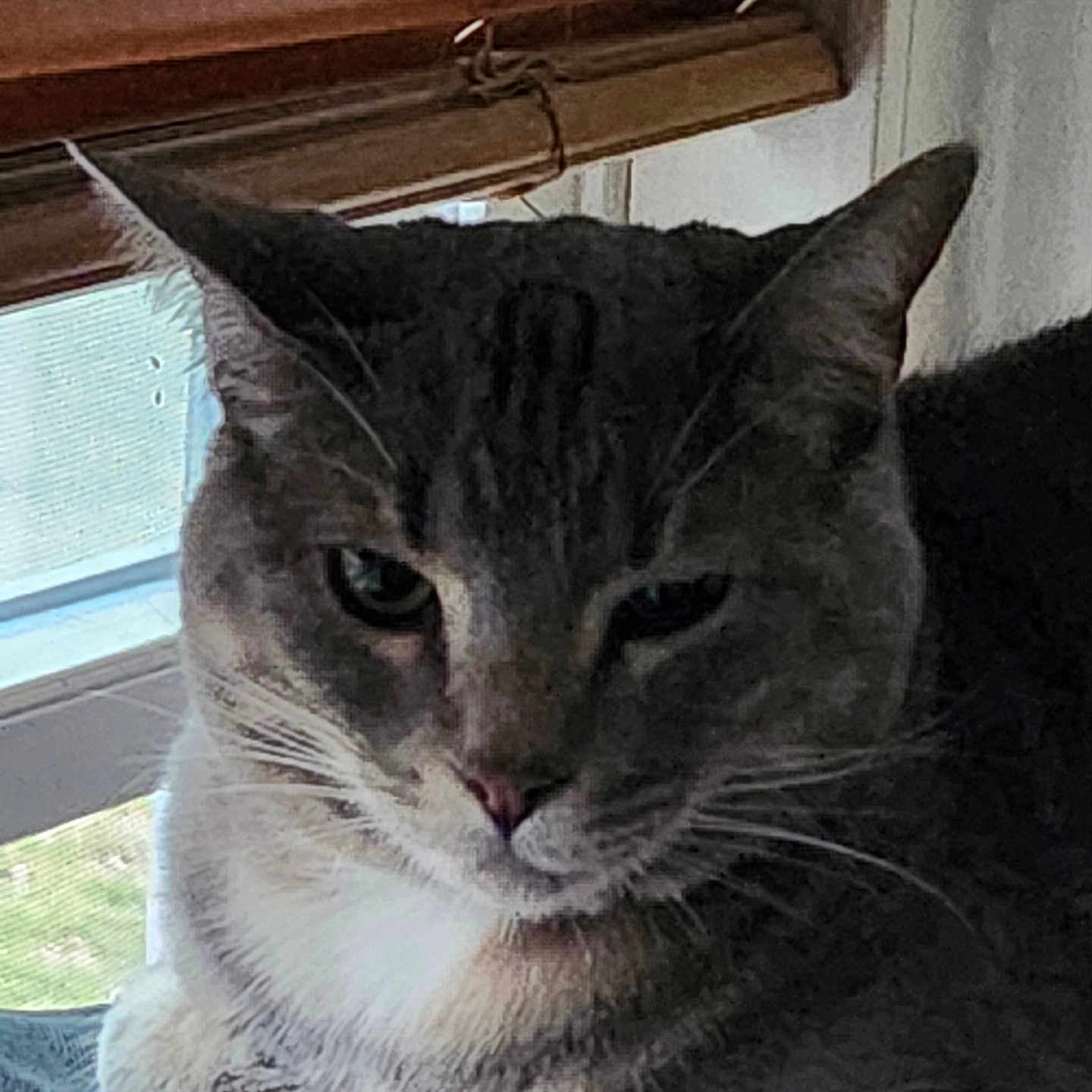 Onyx is registered to the contest to win money with this photo: cat, indoor, window, blinds, pet, animal, fur, whiskers, relaxed, resting, closeup, face, ears, light, shadow, domestic, mammal, feline, portrait, quiet