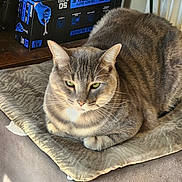 Onyx is registered to the contest to win money with this photo: cat, tabby_cat, gray_fur, striped_fur, green_eyes, whiskers, animal, pet, loaf_pose, sitting, indoors, cushion, blanket, furniture, carpet, storage_box, packaging, portrait, close_up, grumpy_expression