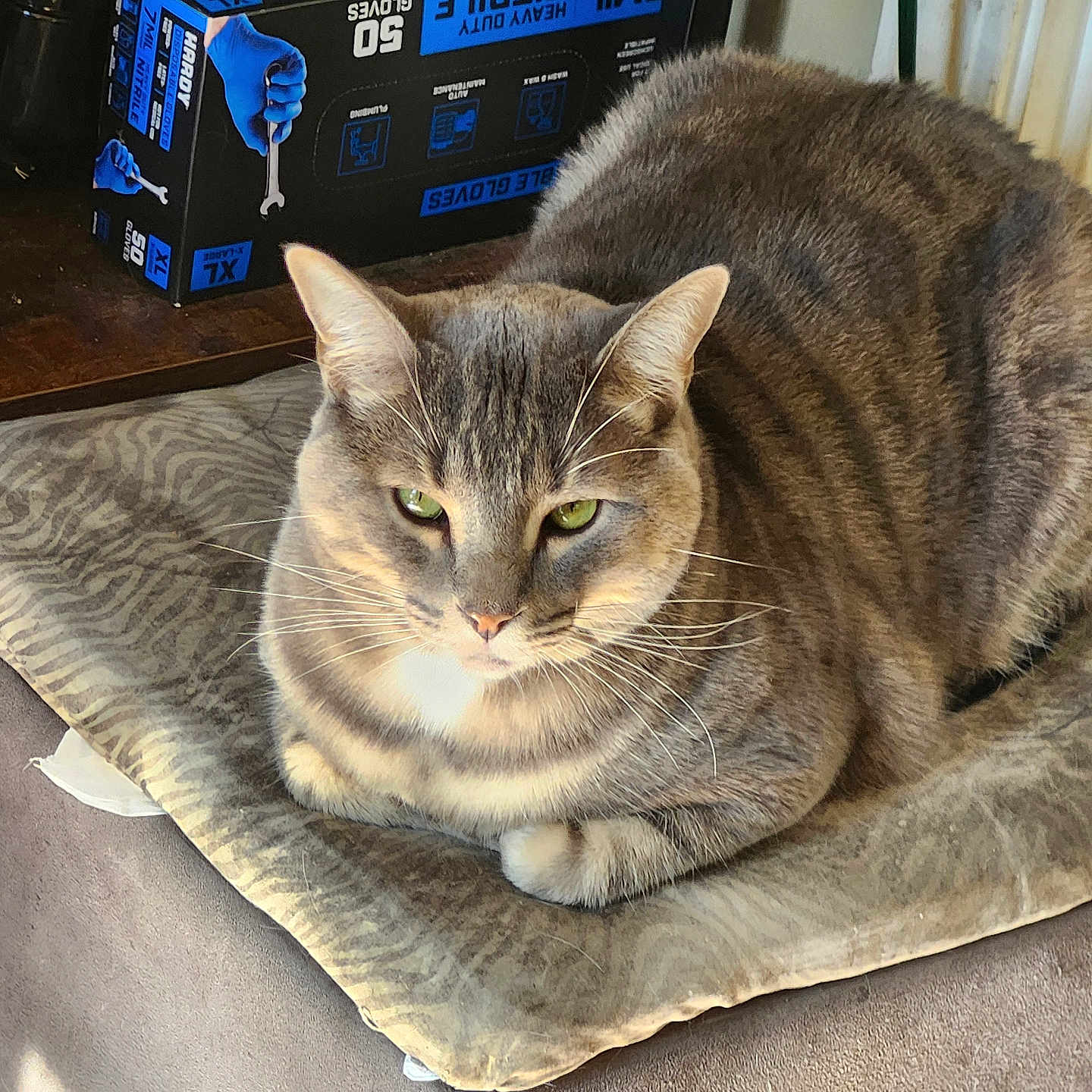 Onyx is registered to the contest to win money with this photo: cat, tabby_cat, gray_fur, striped_fur, green_eyes, whiskers, animal, pet, loaf_pose, sitting, indoors, cushion, blanket, furniture, carpet, storage_box, packaging, portrait, close_up, grumpy_expression