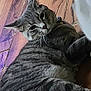 Onyx joined the competition — help win amazing prizes! animal, cat, close_up, domestic, ears, feline, fur, indoor, laying_down, looking, mammal, pet, relaxed, resting, side_eye, striped, tabby, tail, whiskers, wood_floor