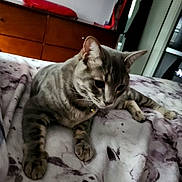 Onyx is registered to the contest to win money with this photo: animal, bed, blanket, cat, collar, cozy, domestic_animal, ears, feline, fur, furniture, home, indoor, pet, resting, sleepy, soft, tabby_cat, whiskers, wood