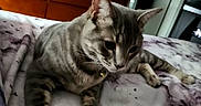 Onyx is registered to the contest to win money with this photo: animal, bed, blanket, cat, collar, cozy, domestic_animal, ears, feline, fur, furniture, home, indoor, pet, resting, sleepy, soft, tabby_cat, whiskers, wood