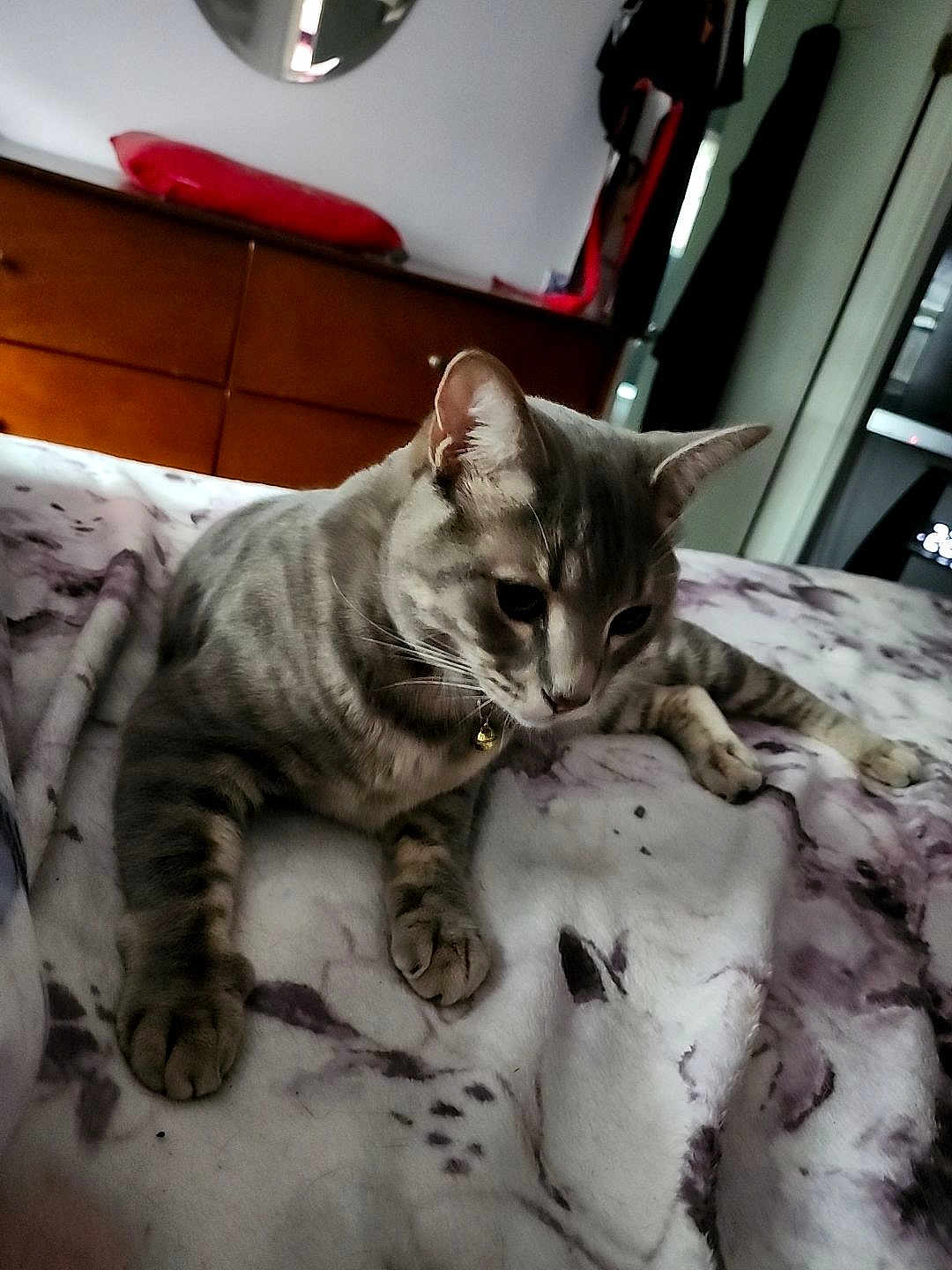 Onyx is registered to the contest to win money with this photo: animal, bed, blanket, cat, collar, cozy, domestic_animal, ears, feline, fur, furniture, home, indoor, pet, resting, sleepy, soft, tabby_cat, whiskers, wood