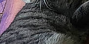 Onyx is registered to the contest to win money with this photo: animal, brown, cat, close_up, domestic_animal, ears, feline, fur, gray, indoor, looking, pet, relaxed, resting, sideways_glance, striped, tabby_cat, texture, whiskers, wood_floor