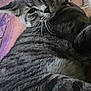 Onyx is registered to the contest to win money with this photo: cat, tabby_cat, pet, animal, feline, fur, whiskers, ears, wood_floor, indoor, relaxed, resting, looking, sideways_glance, close_up, texture, brown, gray, striped, domestic_animal