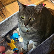 Onyx joined the competition — help win amazing prizes! bell_collar, blue_toy, cat, closeup, curious, domestic_cat, feline, felt_basket, gray_tabby, green_eyes, indoor, pet, shadow, sitting, sunlight, tail, toys, whiskers, wooden_floor, yellow_toy