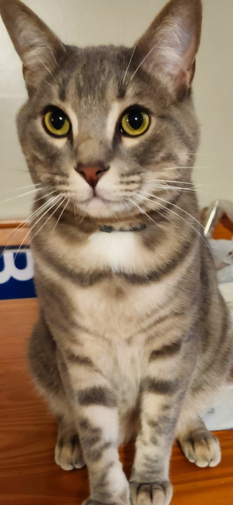 Onyx joined the competition — help win amazing prizes! animal, cat, close_up, curious, domestic_cat, ears, feline, fur, house_pet, indoor, muzzle, paws, pet, portrait, sitting, striped, tabby, whiskers, wooden_surface, yellow_eyes