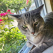 Onyx is registered to the contest to win money with this photo: american_flag, animal, cat, closeup, daylight, domestic, feline, flowers, gray_tabby, green_eyes, greenery, home, nature, outdoor, pet, pink_flowers, plants, resting, window_screen, windowsill
