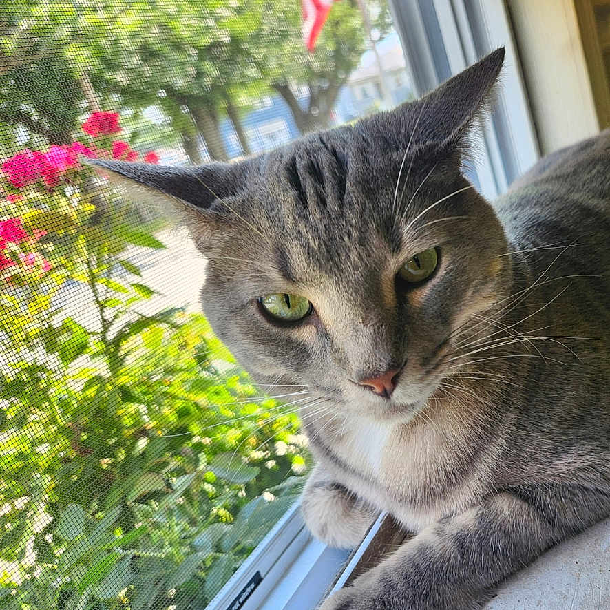 Onyx is registered to the contest to win money with this photo: american_flag, animal, cat, closeup, daylight, domestic, feline, flowers, gray_tabby, green_eyes, greenery, home, nature, outdoor, pet, pink_flowers, plants, resting, window_screen, windowsill