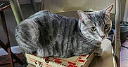 Onyx is registered to the contest to win money with this photo: alert, cardboard_box, cat, chair, domestic_animal, feline, floor, fur, gray_tabby, green_eyes, home, indoor, looking, metal_chair, pet, resting, sitting, small_box, table, window