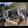 Onyx is registered to the contest to win money with this photo: alert, cardboard_box, cat, chair, domestic_animal, feline, floor, fur, gray_tabby, green_eyes, home, indoor, looking, metal_chair, pet, resting, sitting, small_box, table, window
