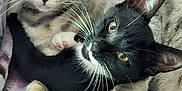 Onyx joined the competition — help win amazing prizes! animal, black_cat, blanket, cat, cats, close_up, companionship, cozy, cuddling, cute, eyes, feline, fur, grey_cat, indoor, paws, pets, resting, soft_texture, whiskers
