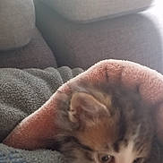 Simba participe au concours pour gagner de l'argent avec cette photo : kitten, cat, blanket, cozy, fur, pet, animal, cute, snuggling, indoor, soft, gray, pink, closeup, young, face, whiskers, ears, curious, comfort