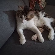 Hachil participe au concours pour gagner de l'argent avec cette photo : cat, kitten, fluffy, long_hair, white_fur, brown_fur, tabby, pet, animal, sleepy, relaxed, sitting, lying_down, paws, whiskers, ears, couch, sofa, indoor, portrait