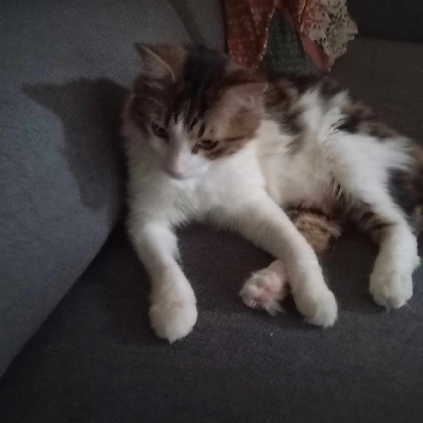 Hachil participe au concours pour gagner de l'argent avec cette photo : cat, kitten, fluffy, long_hair, white_fur, brown_fur, tabby, pet, animal, sleepy, relaxed, sitting, lying_down, paws, whiskers, ears, couch, sofa, indoor, portrait