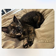 Gabby joined the competition — help win amazing prizes! kitten, cat, tortoiseshell_kitten, pet, fur, whiskers, paw, ears, blanket, bedding, fabric, indoor, cozy, resting, portrait, close_up, cute, small_animal, domestic_cat, soft_lighting