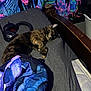 Gabby joined the competition — help win amazing prizes! cat, tortoiseshell_cat, sleeping, bed, blanket, headphones, tapestry, frog_art, mattress, wooden_armrest, paw, cozy, indoor, purple, blue, pattern, fabric, pet, relaxed, nighttime