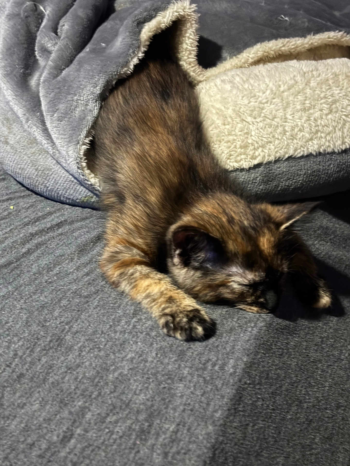 Gabby is registered to the contest to win money with this photo: cat, kitten, tortoiseshell, sleeping, blanket, cozy, paw, fur, indoor, bedding, bed, grey_blanket, plush, nap, pet, feline, reclining, soft_texture, portrait, domestic_animal