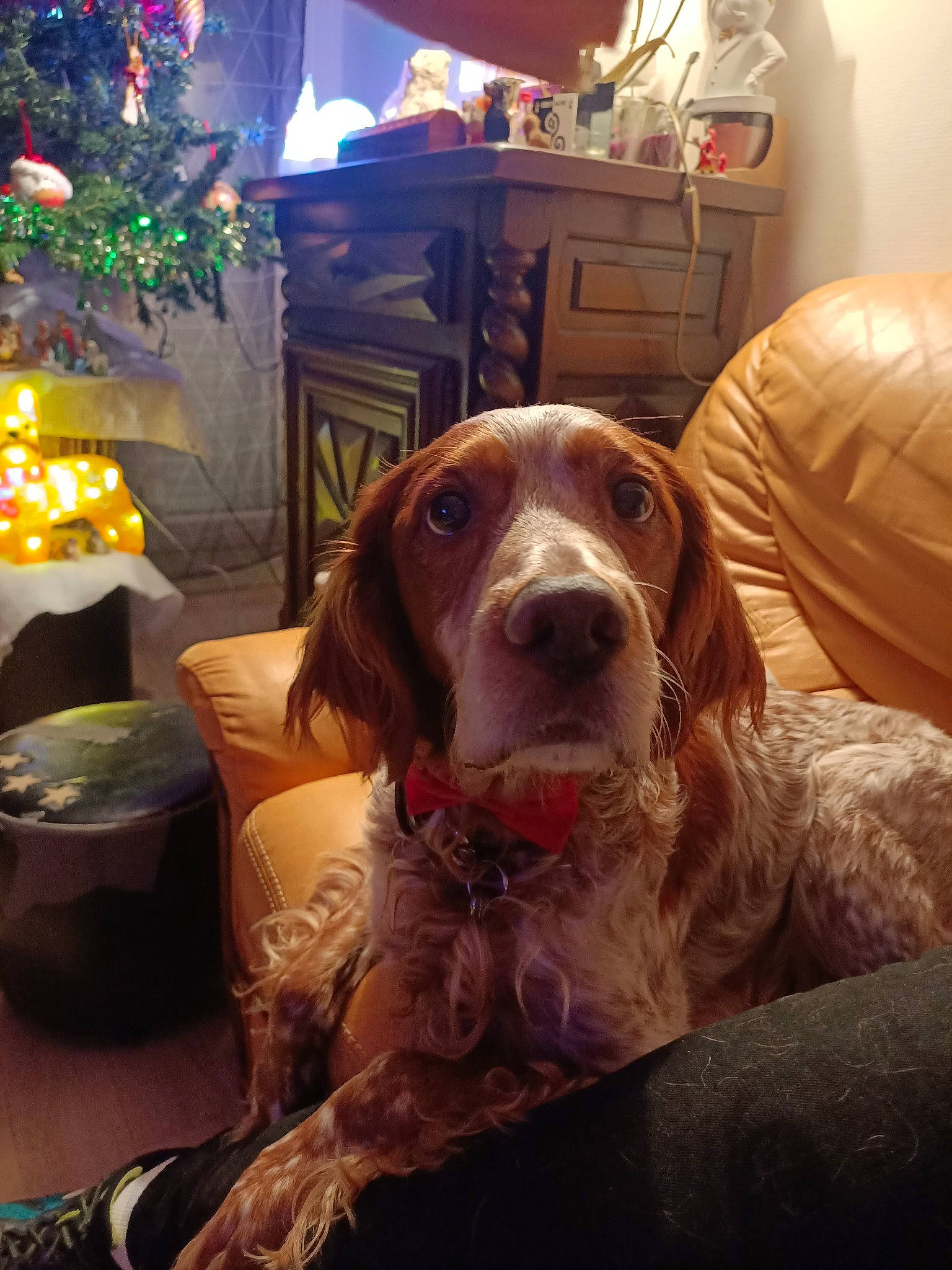 Zim a rejoint le concours — aidez-le/la à gagner de superbes lots ! canidae, carnivore, companion_dog, dog, dog_breed, event, fawn, fun, fur, gun_dog, holiday, hound, lamp, liver, picture_frame, pointing_breed, snout, spaniel, sporting_group, tree